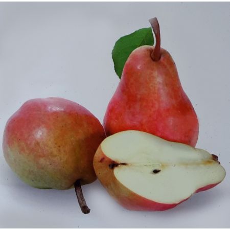 Pyrus Communis Gieser Wildeman Dwarf (Pear Tree)