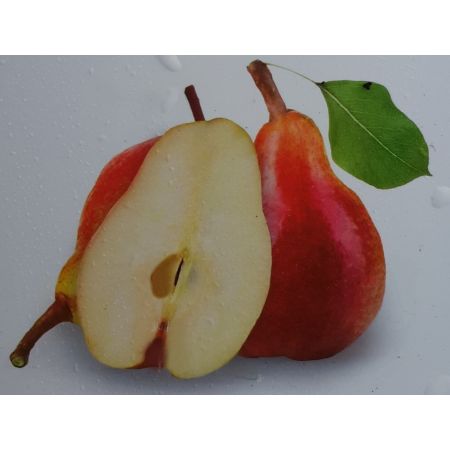 Pyrus Communis Louise d'Avranches Dwarf (Pear Tree)