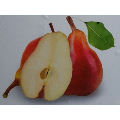 Pyrus Communis Louise d'Avranches Dwarf (Pear Tree)