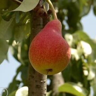 Pyrus Communis Moscatello - (Pear Tree)