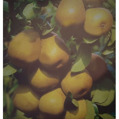 Pyrus Communis Spadona D'Estate  (Pear Tree) - image 2