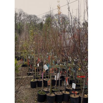 Pyrus Communis 'William  Bianco' (Pear Tree) 1/2 std 10L