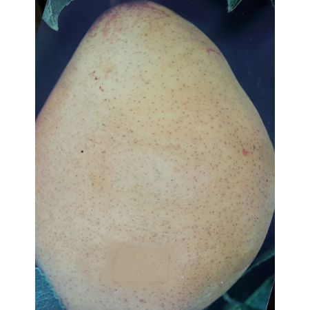 Pyrus Communis William (Pear Tree) - image 2