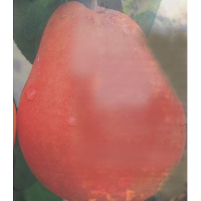 Pyrus Communis William Red Dwarf (Pear Tree)