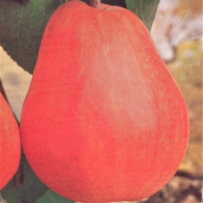 Pyrus Communis William Red Dwarf (Pear Tree) - image 2