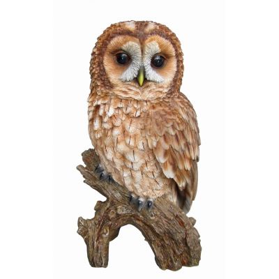 Real Life Tawny Owl
