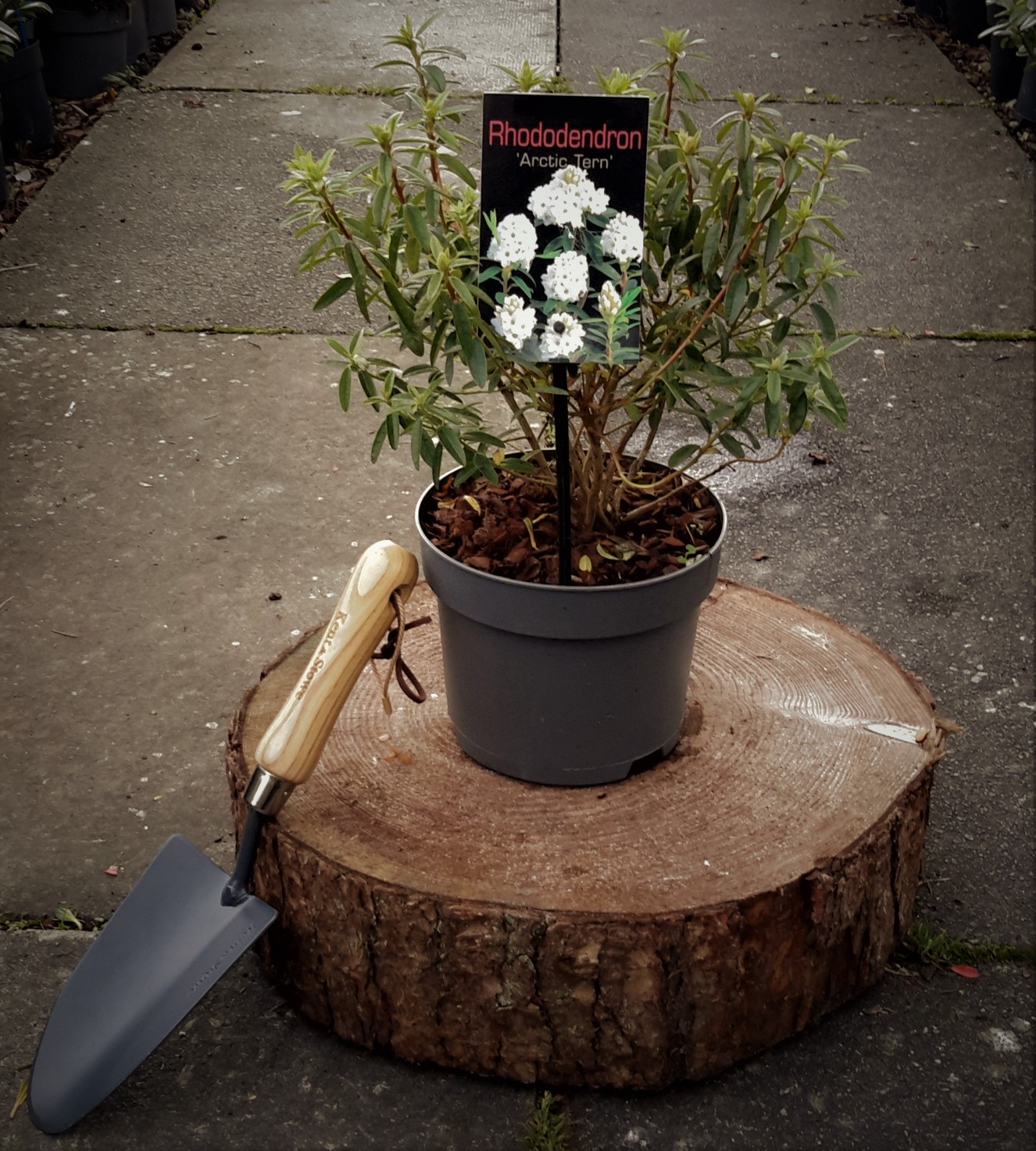 Rhododendron Arctic Tern 2L Windlestone Nursery & Garden Centre in