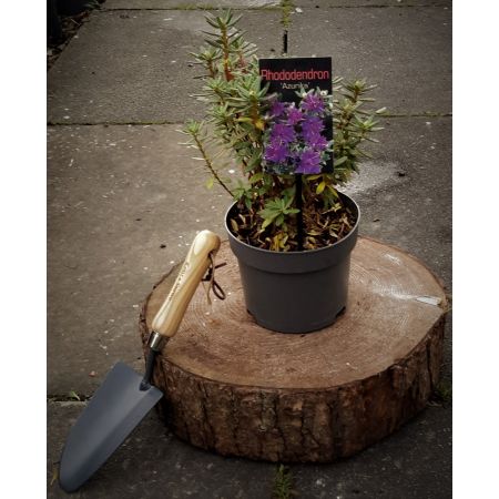 Rhododendron Azurika  2L