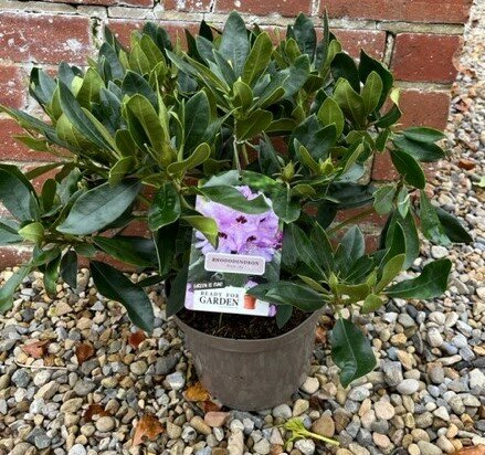 Rhododendron 'Blue Jay' 5L