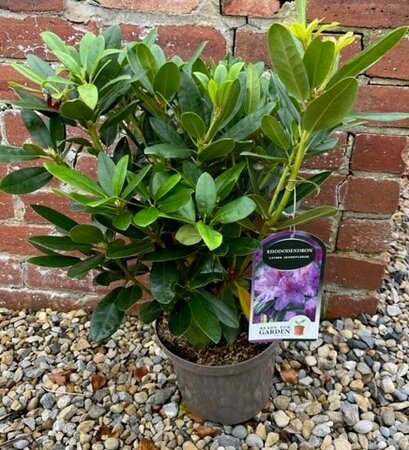 Rhododendron 'Catawb Grandiflorum' 5L