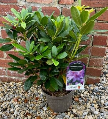 Rhododendron 'Catawb Grandiflorum' 5L