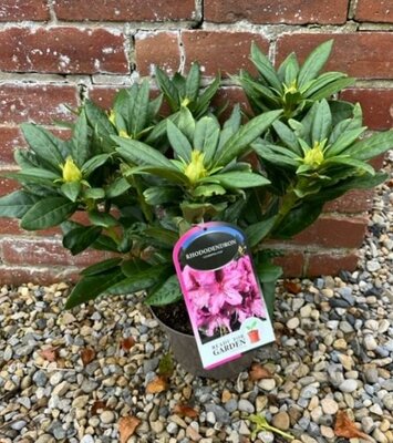 Rhododendron 'Cosmopolitan' 5L