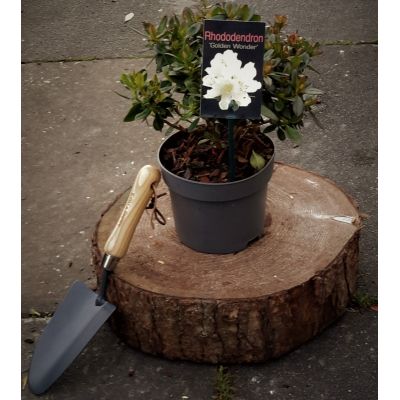 Rhododendron Golden Wonder 2L