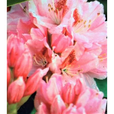 Rhododendron Hybride 'Dr. Albert Schweitzer' 5L