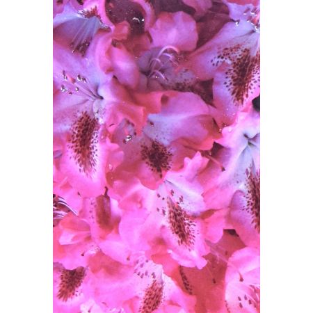 Rhododendron Hybride 'Etiole de Slerdinge' 5L - image 1