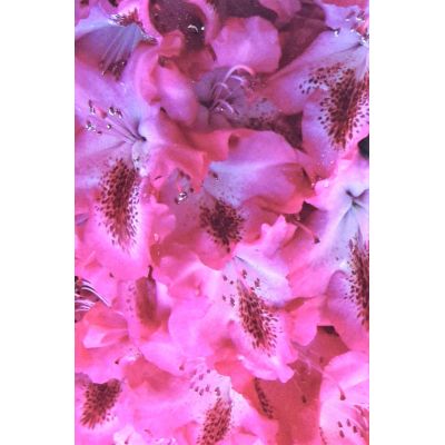 Rhododendron Hybride 'Etiole de Slerdinge' 5L - image 1