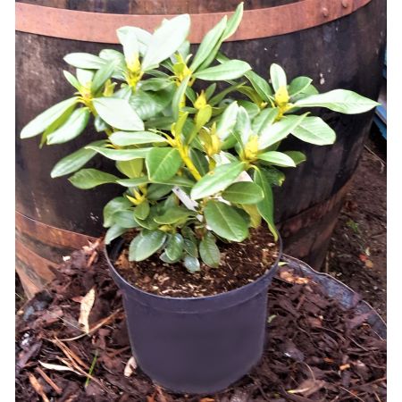 Rhododendron Hybride 'Nova Zembla' 5L - image 2