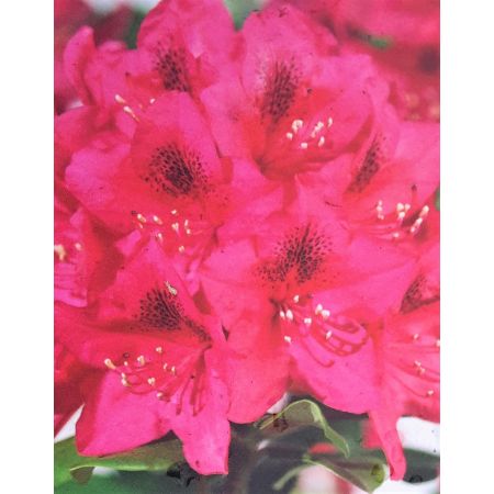 Rhododendron Hybride 'Nova Zembla' 5L - image 1