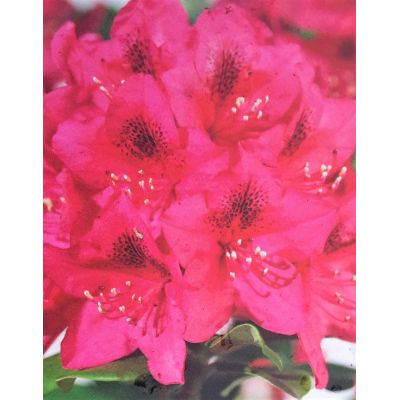 Rhododendron Hybride 'Nova Zembla' 5L