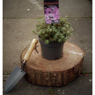 Rhododendron Impeditum 2L