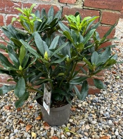 Rhododendron 'Madam Masson 5L