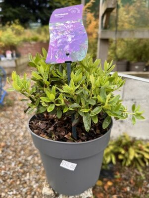 Rhododendron 'Night Sky' 2L