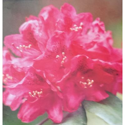 Rhododendron Nova Zembla - 5L - image 2