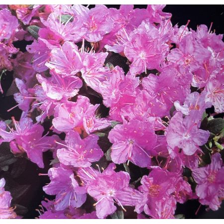 Rhododendron 'Ramapo'  2L