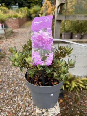 Rhododendron 'Ramapo' 2L