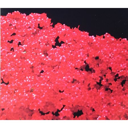 Rhododendron 'Rozalien' 2L