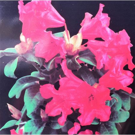 Rhododendron 'Scarlet Wonder'  2L