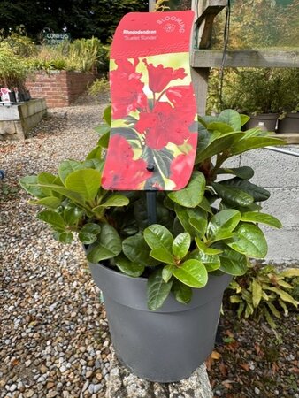Rhododendron 'Scarlet Wonder'  2L