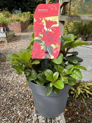 Rhododendron 'Scarlet Wonder' 2L