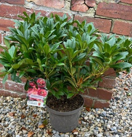 Rhododendron 'Scyphocalyx' 5L