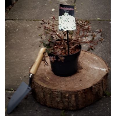 Rhododendron Wren 2L