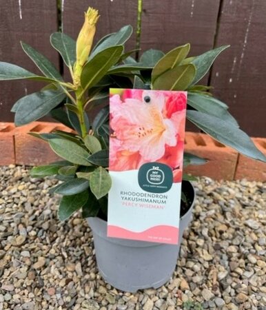 Rhododendron Yakushimanum 'Percy Wiseman' 2L