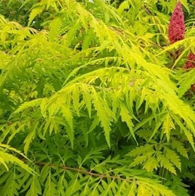 Rhus Typhina Dissecta - 18L