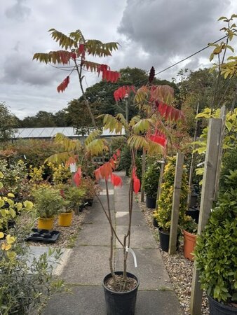 Rhus Typhina Dissecta - 18L