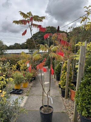 Rhus Typhina Dissecta - 18L