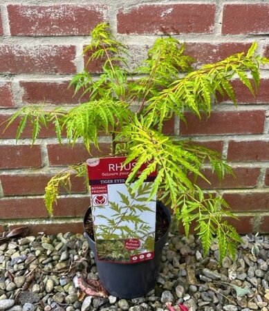 Rhus Typhina Tiger Eyes 3L
