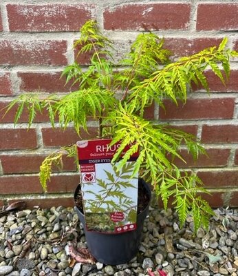 Rhus Typhina Tiger Eyes 3L