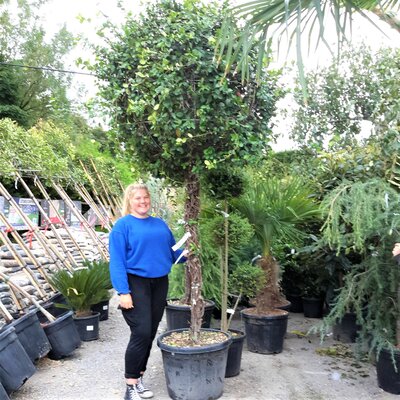 Rhyncospermum jasminoides  (Jasmine) - 80L High Std (Ball shape) - 250cm