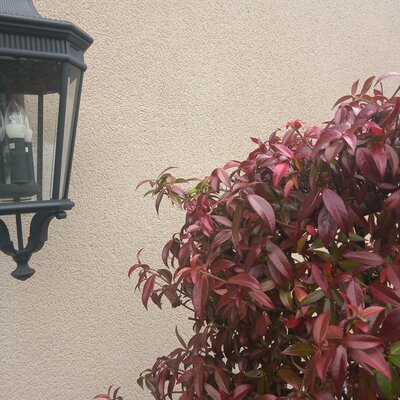 Rhyncospermum jasminoides  (Jasmine) - 80L High Std (Ball shape) - 250cm - image 3