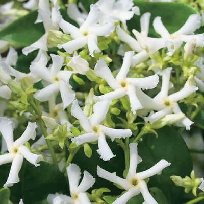 Rhyncospermum jasminoides  (Jasmine) - 80L High Std (Ball shape) - 250cm - image 2