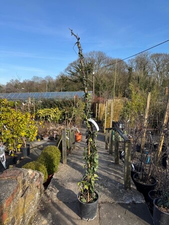 Rhyncospermum jasminoides  (Jasmine) - on cane  - 7L- 2m