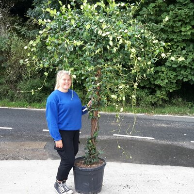 Rhyncospermum jasminoides (Jasmine) - 'Umbrella' High Std - 55L  - 190cm