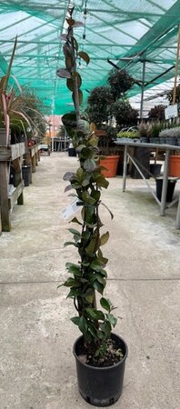 Rhyncospermum jasminoides - on cane  - 2L