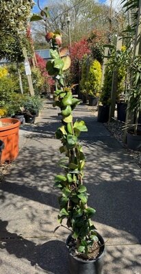 Rhyncospermum jasminoides - on cane  - 2L