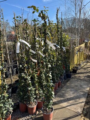 Rhyncospermum jasminoides - on cane  - 3L- 1.5m