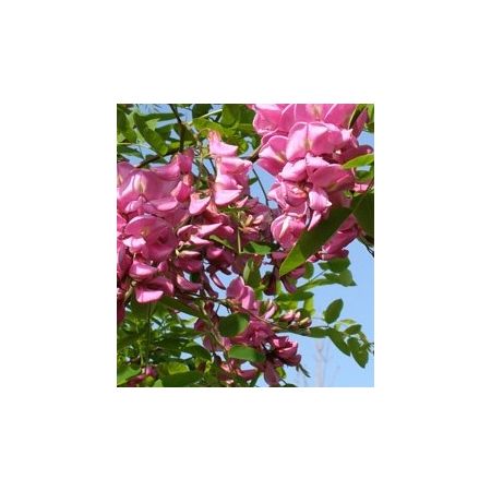 Robinia Pseudoacacia Casque Rouge